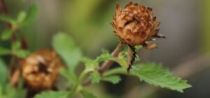 csv blog (2)