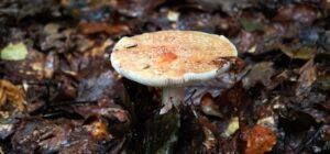 csv blog (3)